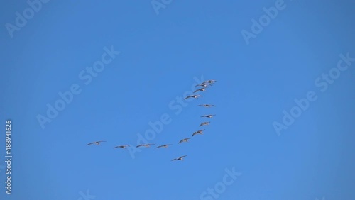 Group of pelicans fly on the sky in slow motion 250fps