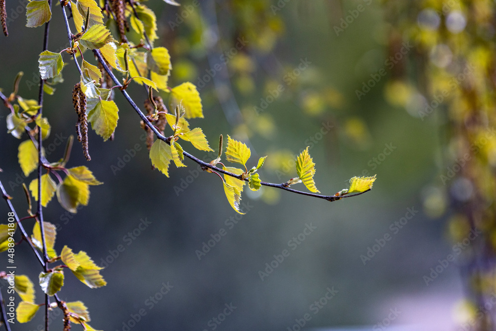 yellow leaves in spring