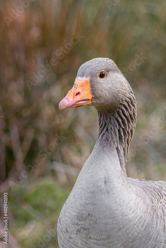 Greylag goose close up of head