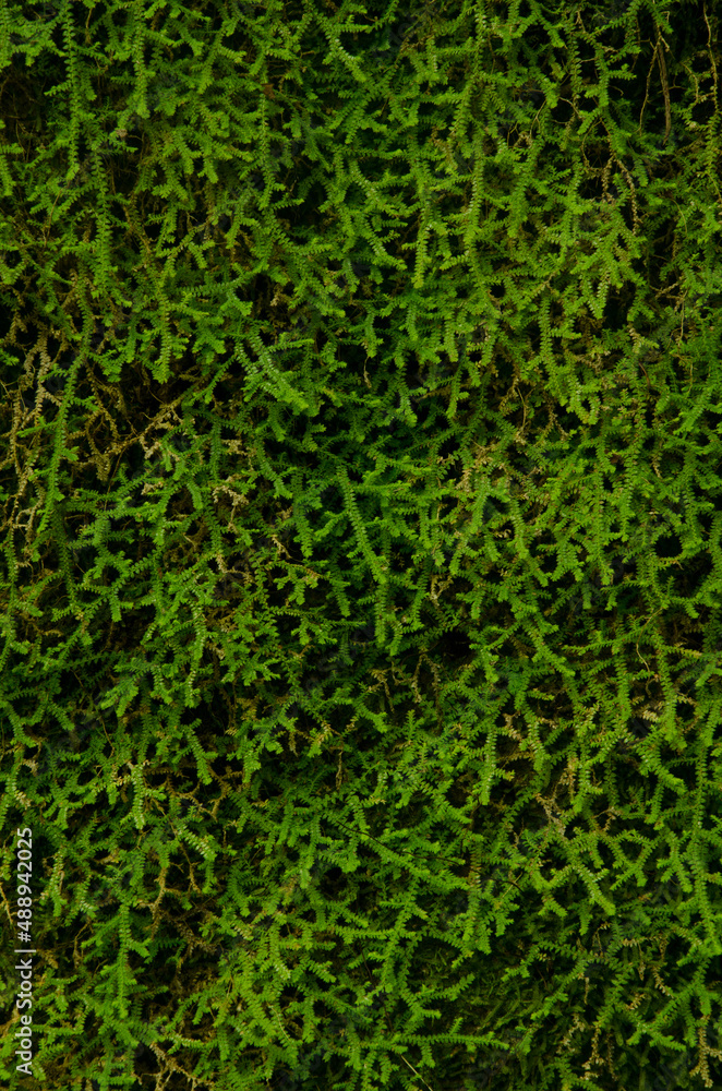 Mediterranean clubmoss Selaginella denticulata on a slope. Cubo de La Galga. Puntallana. La Palma. Canary Islands. Spain. Mediterranean clubmoss Selaginella denticulata on a slope. Cubo de La Galga. Puntallana. La Palma. Canary Islands. Spain.