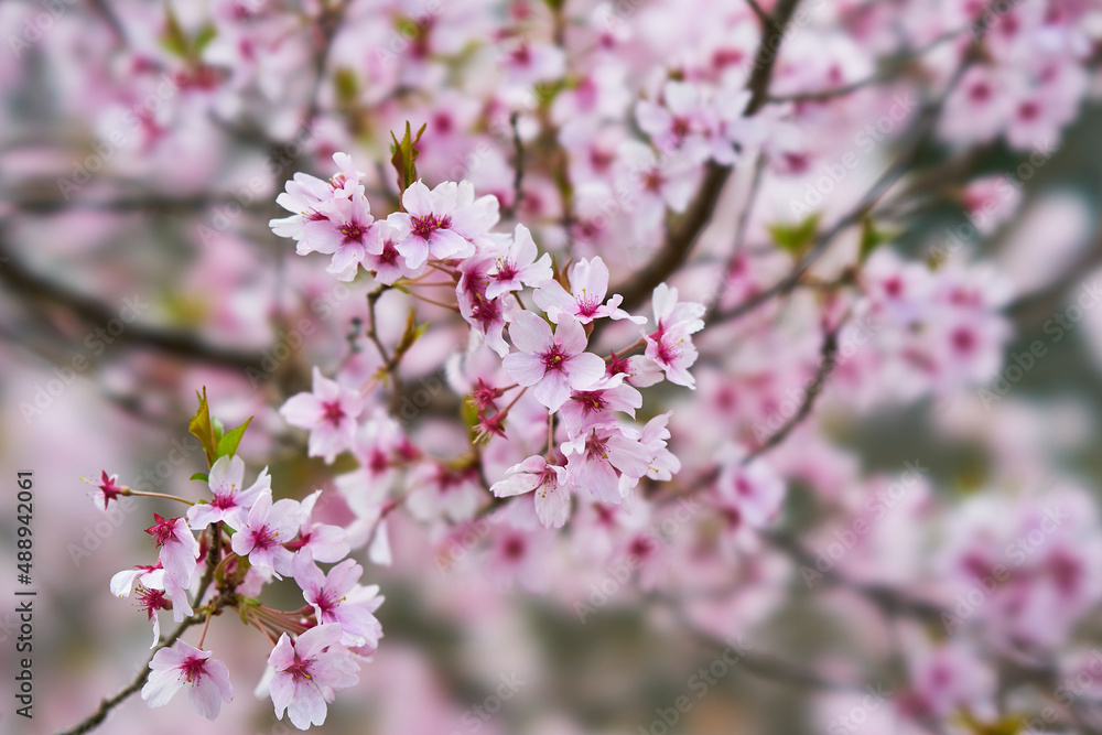 Obraz premium 山梨県笛吹市 八代浅川砂防公園の桜 