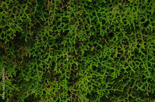 Mediterranean clubmoss Selaginella denticulata on a slope. Cubo de La Galga. Puntallana. La Palma. Canary Islands. Spain.