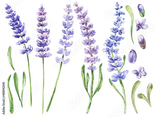 Watercolour lavender flowers isolated on white background. Watercolor botanical set.