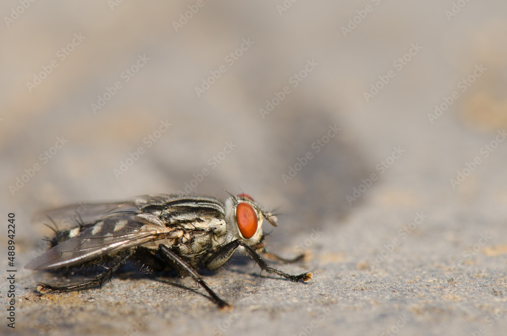 Flesh fly Sarcophaga carnaria on a rock. Cubo de La Galga. Puntallana. La Palma. Canary Islands. Spain. Flesh fly Sarcophaga carnaria on a rock. Cubo de La Galga. Puntallana. La Palma. Canary Islands. Spain.