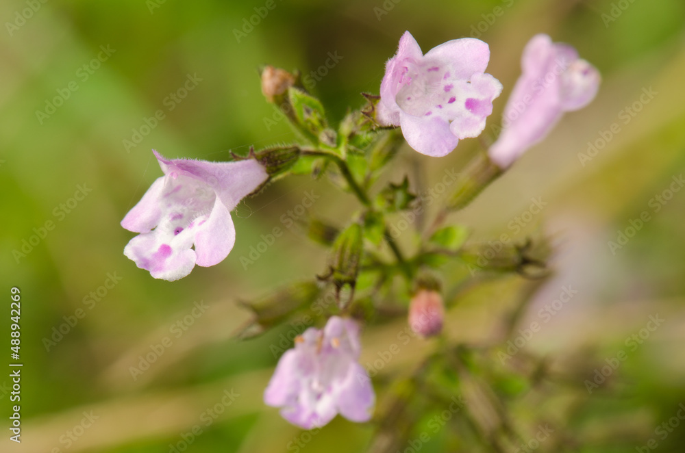 Flowers of sage Salvia officinalis. Cubo de La Galga. Puntallana. La Palma. Canary Islands. Spain. Flowers of sage Salvia officinalis. Cubo de La Galga. Puntallana. La Palma. Canary Islands. Spain.