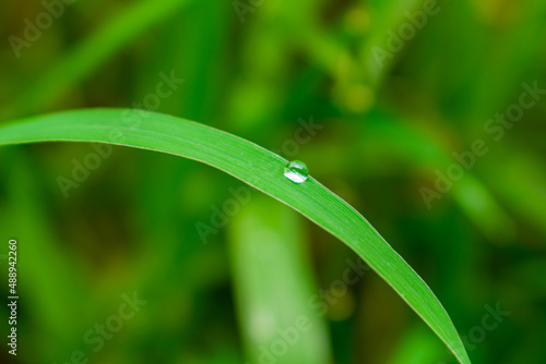 dew on grass