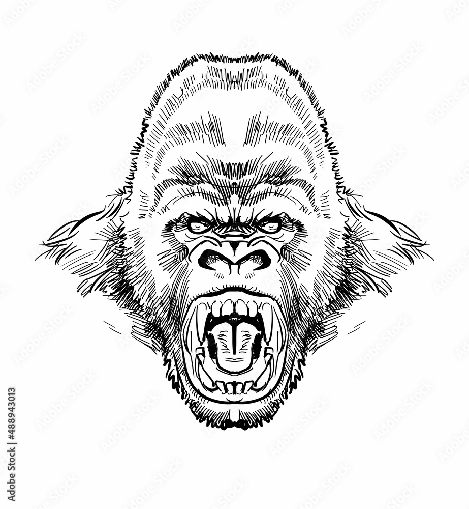 威嚇するゴリラ 正面図 Stock Illustration Adobe Stock