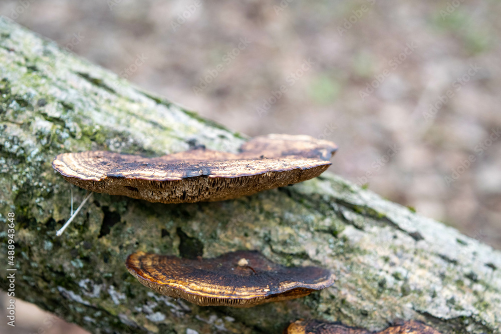 Fototapeta premium Mushrooms on the trunk of an old tree against a forest background. Mushroom close-up in the natural environment. Beautiful forest landscape