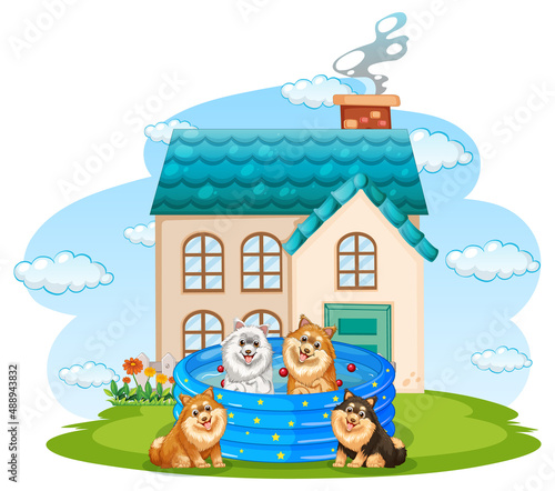 Four dogs playing in the pool in front of the house