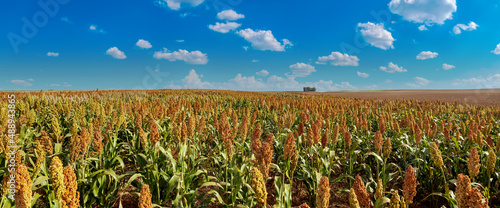 Tableau sur toile Biofuel and new boom Food, Sorghum Plantation industry
