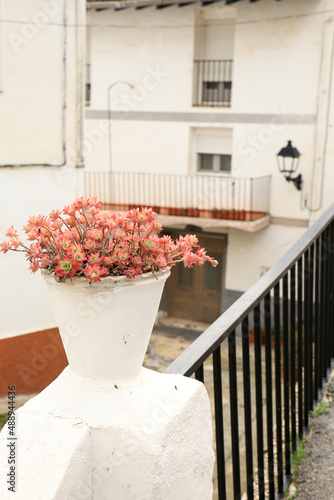 Decorative potted sedum palmeri in Abdet village, Spain photo