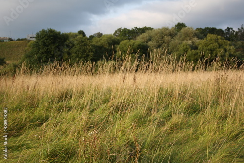grass on the field background autumn