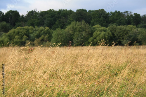 grass on the field background autumn