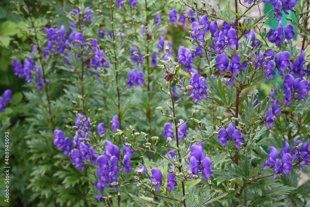 Naklejka premium field of purple flowers