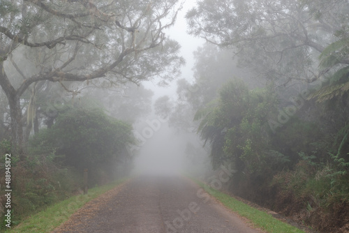 Forêt de Bélouve - Ile de La Réunion