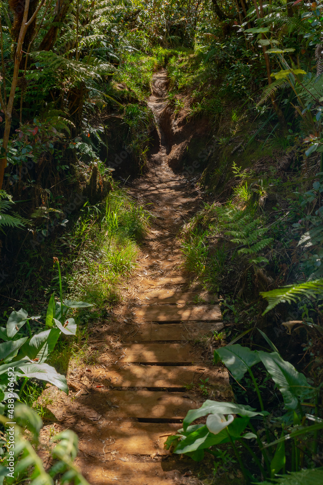 Fototapeta premium Sentier de randonnée - Forêt de Bébour - Ile de La Réunion