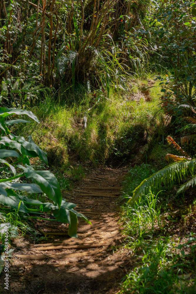 Naklejka premium Sentier de randonnée - Forêt de Bébour - Ile de La Réunion