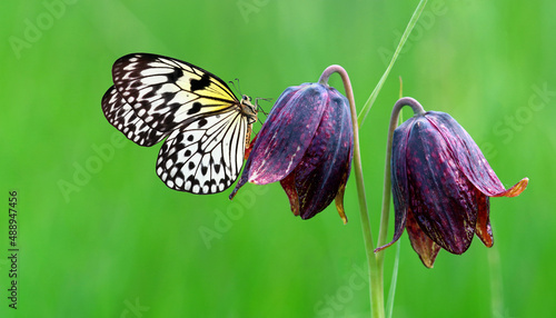 Bright tropical butterfly on wild purple tulip flower. Rice paper butterfly. ...
