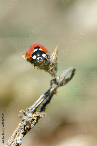 Ladybug on the top of dry thorn