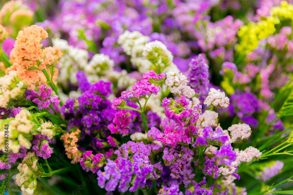 Colorful flowers blooming in winter beautifully. Colorful flowers blooming in winter beautifully.