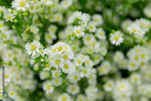 Colorful flowers blooming in winter beautifully.