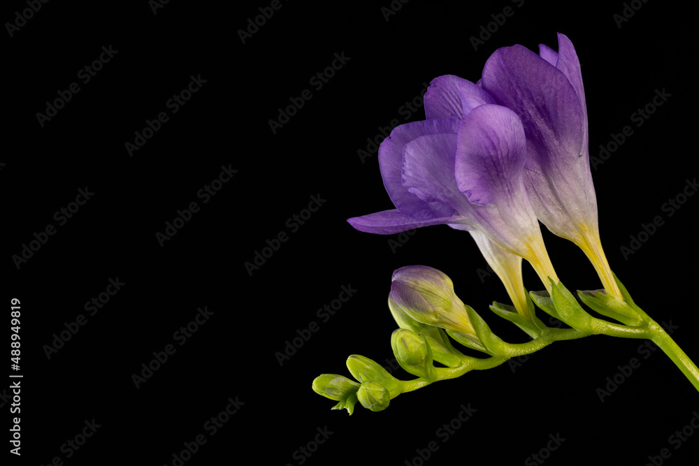 Naklejka premium Purple freesia flower macro isolated against a black background. The branch of freesia with flowers, buds