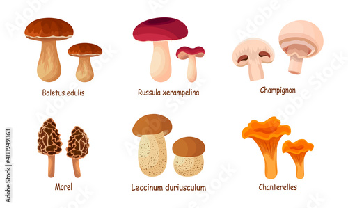 Set of fresh mushroom on white background. Vector honey mushroom, white mushroom, oak, boletus, chanterelle, motley umbrella, champignon, russula, pigeon readovka in cartoon style.