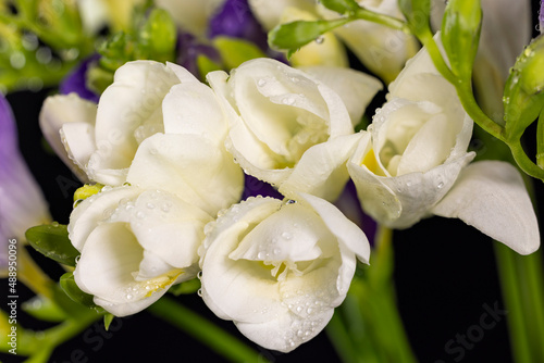 White and purple freesia flower bouquet with drops of dew, macro isolated against a black background. The branch of freesia with flowers, buds