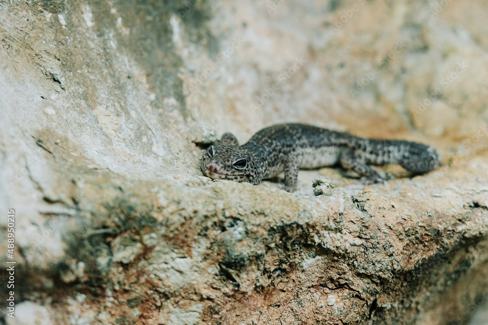 Gecko on a terrarium Gecko on a terrarium