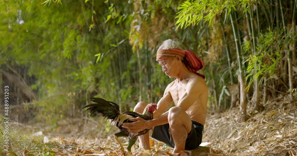 Asian senior man shirtless and turban with loincloths holding the gamecock up and blow water to clean it Asian senior man shirtless and turban with loincloths holding the gamecock up and blow water to clean it