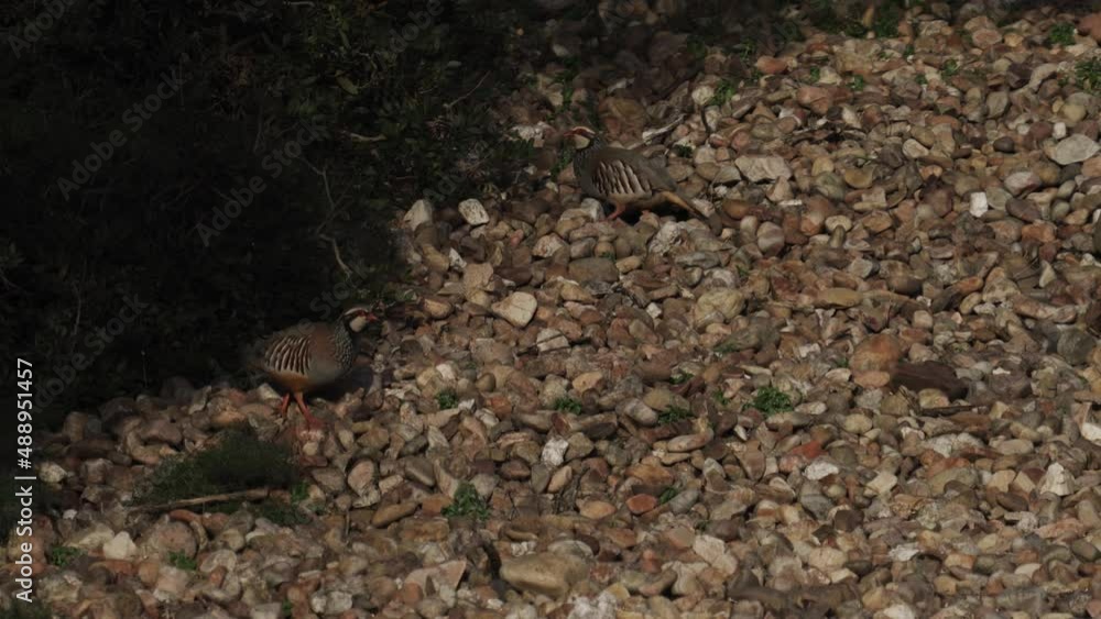 Partrizge group feeding over the stony ground Partrizge group feeding over the stony ground