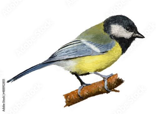 Realistic hand drawn europe song bird. Great tit bird close up image. Garden, park, forest tiny avian sits on the branch on white background.