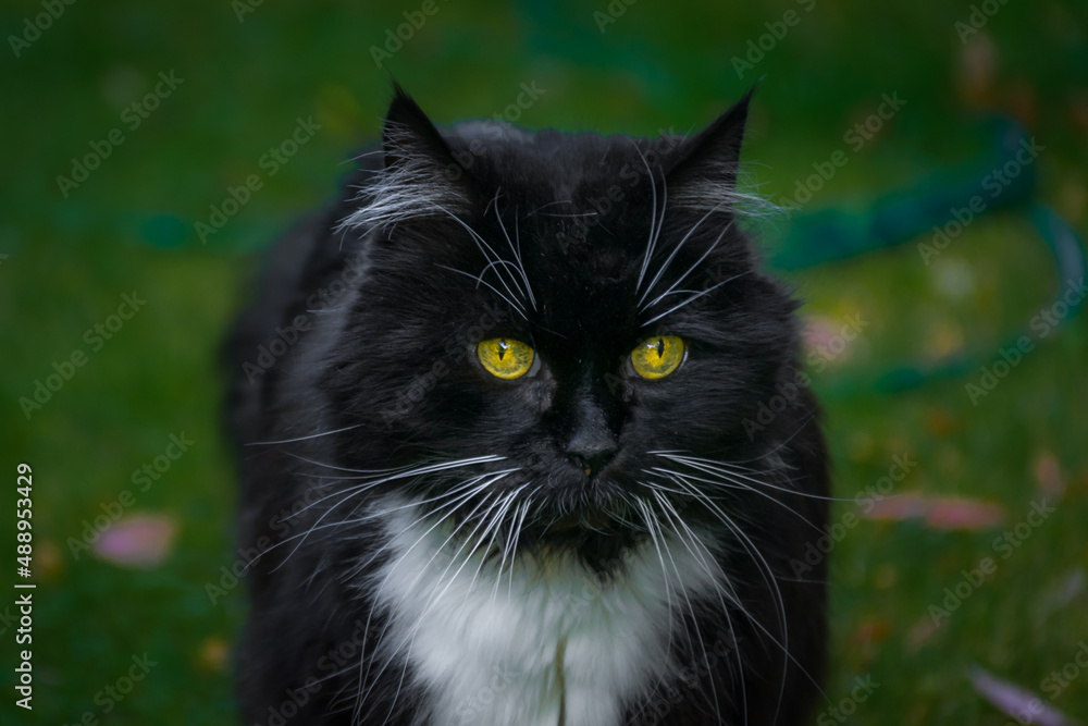 Outdoor cat's portrait, pet, cat, mammal