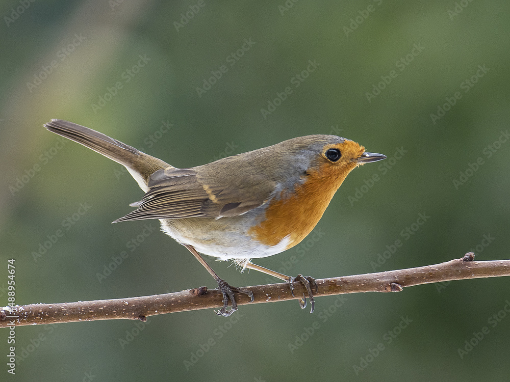 Fototapeta premium Robin