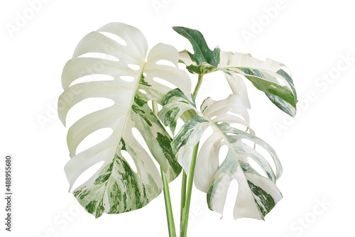Variegated Monstera Plant Isolated on White Background with Clip