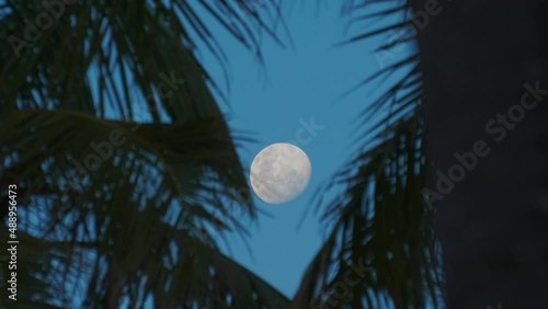 The waning gibbous moon seen between palm tree fronds blowing in a gentle tropical breeze