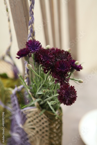 purple cornflowers