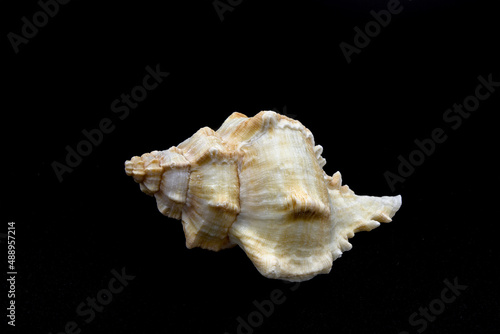 beautiful one Hexaplex trunculus seashell isolated on a black background  photo