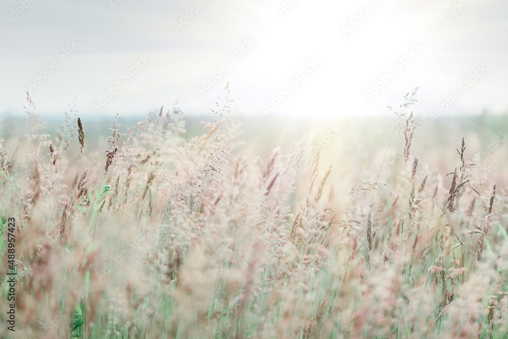 Summer meadow with wild grasses at sunset. Soft focus Summer meadow with wild grasses at sunset. Soft focus