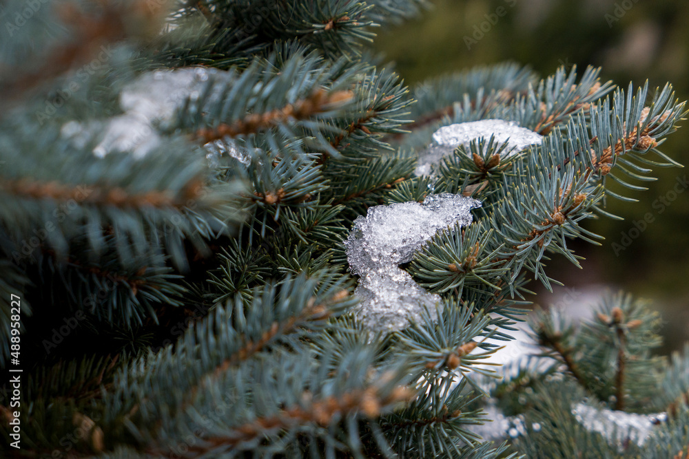 snow covered needles snow covered needles