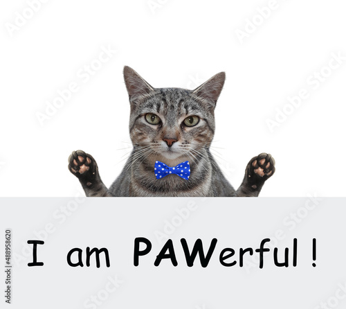 A gray cat with raised both front paws. I am pawerful. White background. Isolated.