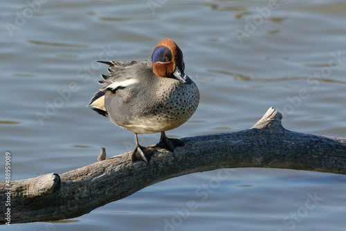 Male Eurasian Teal (Anas crecca) photo