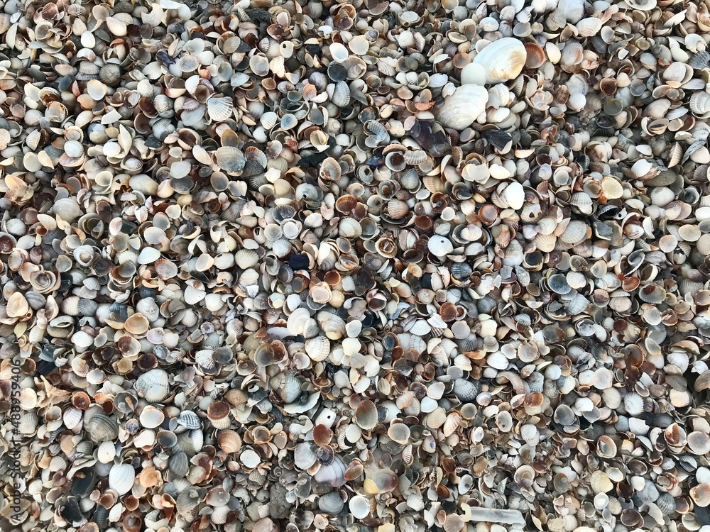 Textured seashells background close up, design, wallpaper, many damaged seashells, macro shot. Summertime concept background, surface.
Textured seashells background close up, design, wallpaper, many damaged seashells, macro shot. Summertime concept background, surface.