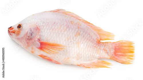 White Nile tilapia fish isolated on white background, Red Tilapia Fish or Tuptim Fish on white with clipping path.