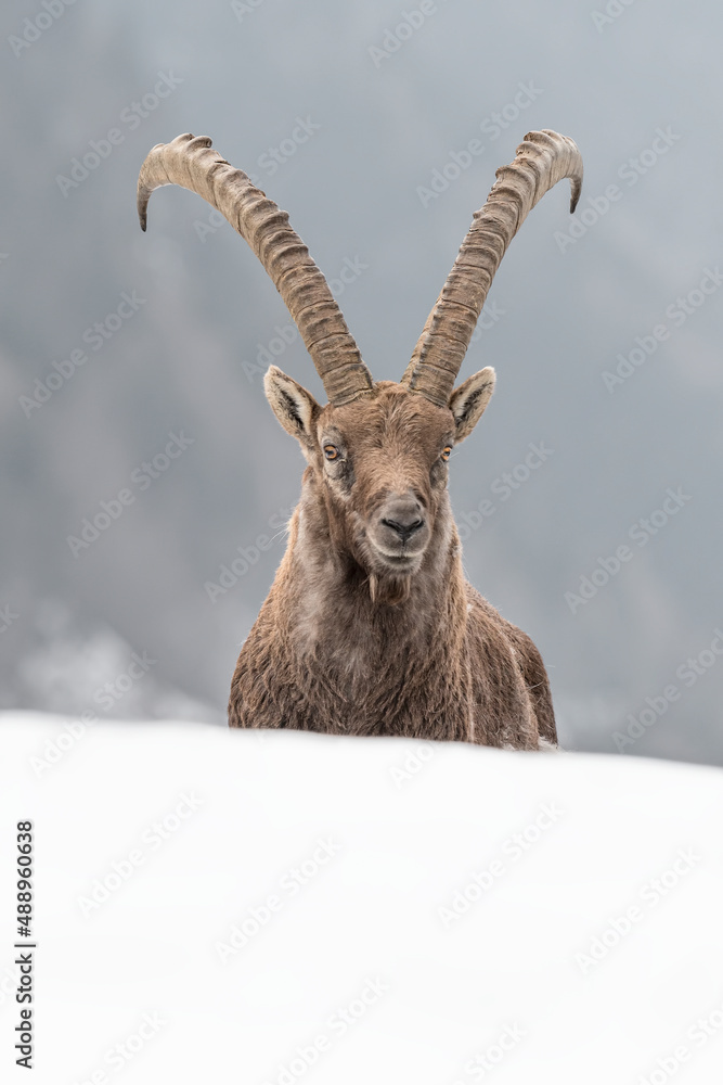 Alpine ibex male on snow, fine art portrait (Capra ibex)