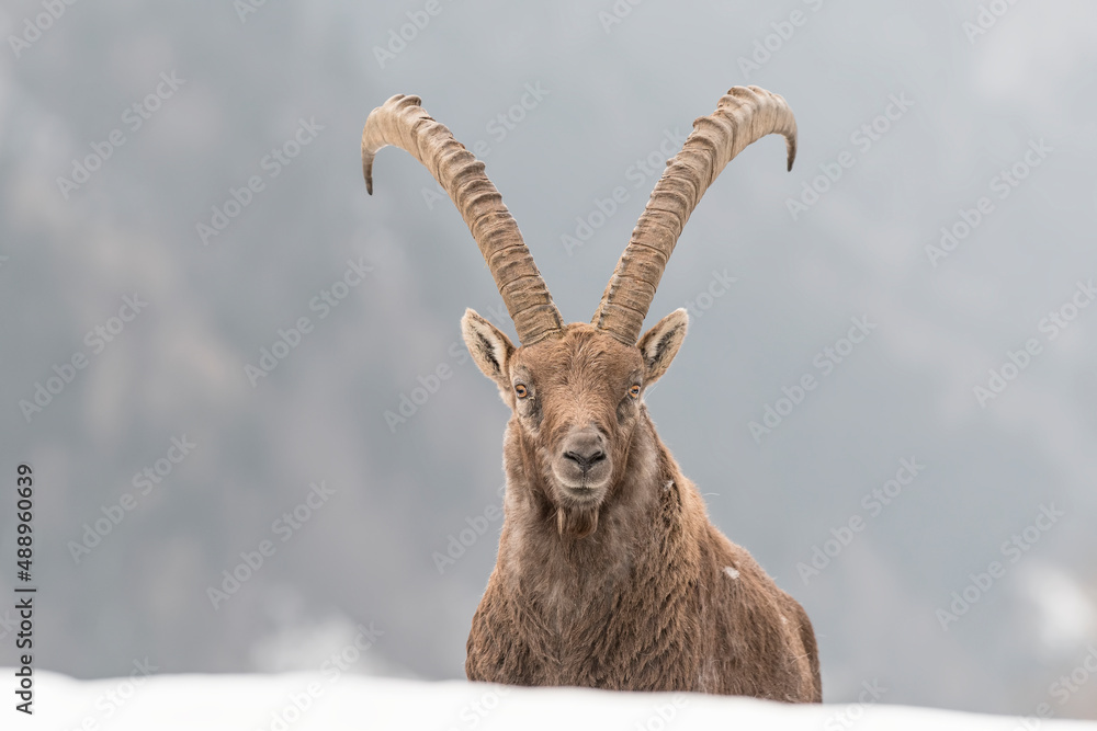 Face to face with Alpine ibex male on snow (Capra ibex)