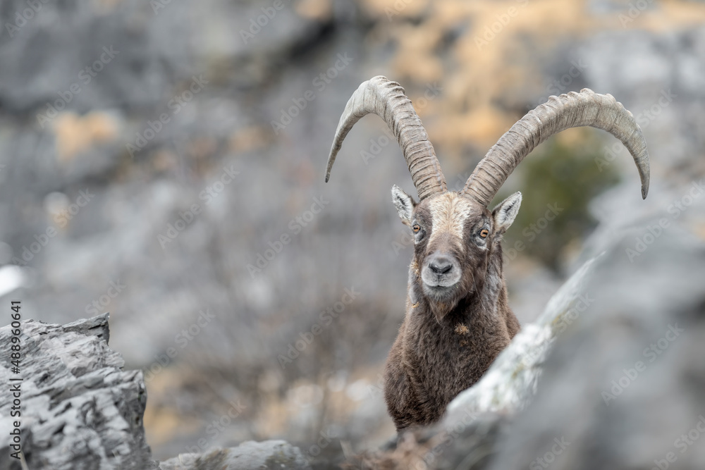Face to face with old Ibex male (Capra ibex)