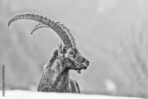 Black and white portrait of Alpine ibex male on snow (Capra ibex)