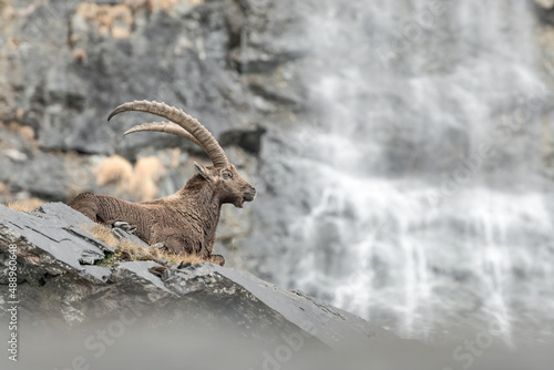 Resting Ibex with waterfall on background (Capra ibex) photo