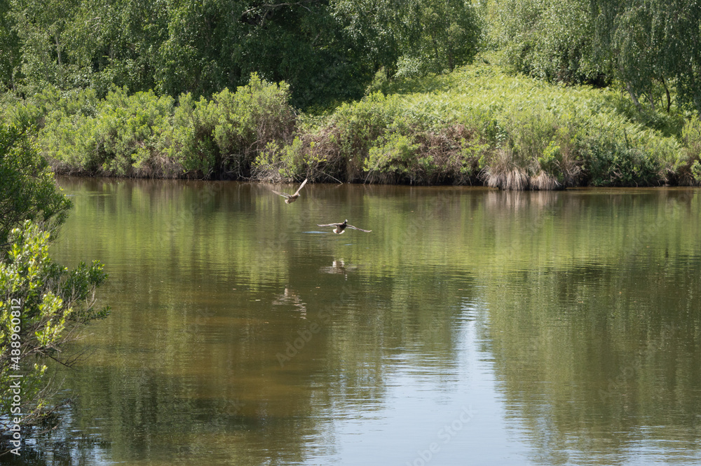 Vol de canards au dessus d'une rivière, dans la réserve naturelle du Bassin d'Arcachon Vol de canards au dessus d'une rivière, dans la réserve naturelle du Bassin d'Arcachon
